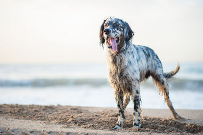 Dog on beach