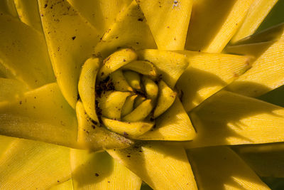 Full frame shot of yellow flowering plant