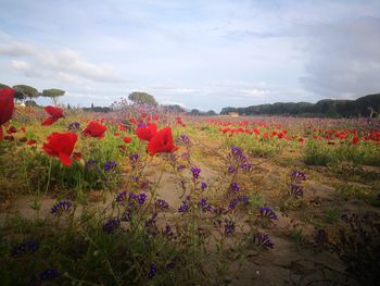 Scenic view of flowering plants on field against sky