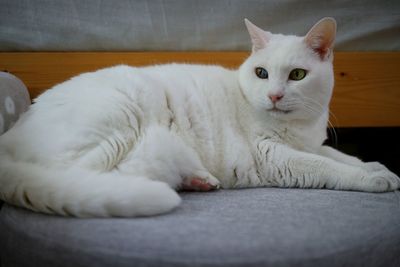 Portrait of white cat resting