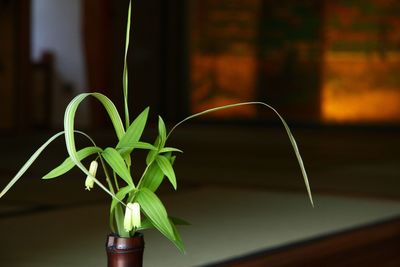 Close-up of potted plant