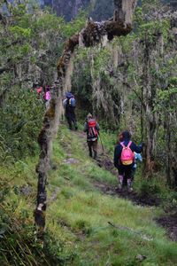 A group of hikers in dense rainforest in the rwenzori mountains, uganda