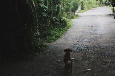 High angle view of dog walking on footpath