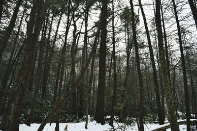 Low angle view of trees in forest against sky