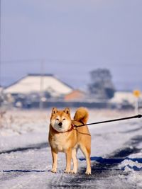 Dogs on snow