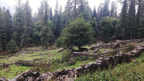 Trees growing in forest