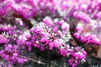 Close-up of insect on purple flowers