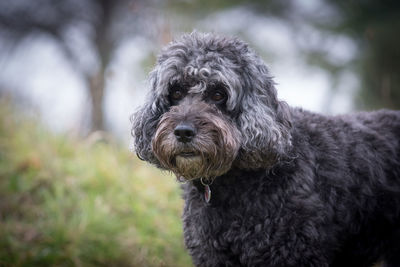 Close-up portrait of a dog