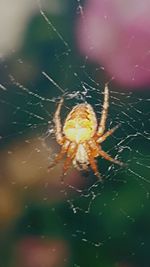 Close-up of spider web