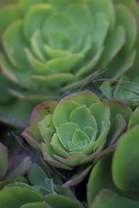 Close-up of fresh green cactus plant