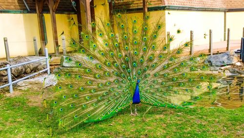 Close-up of peacock