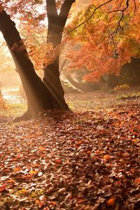 Autumn leaves on tree trunk