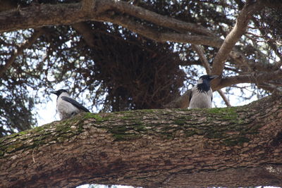 Low angle view of bird perching on tree