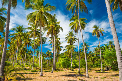 Palm trees against sky