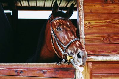 Close-up of horse