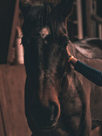 Close-up of horse