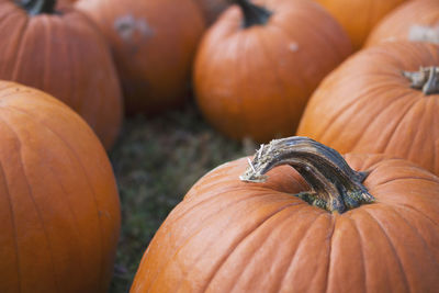 Close-up of pumpkin for sale at market