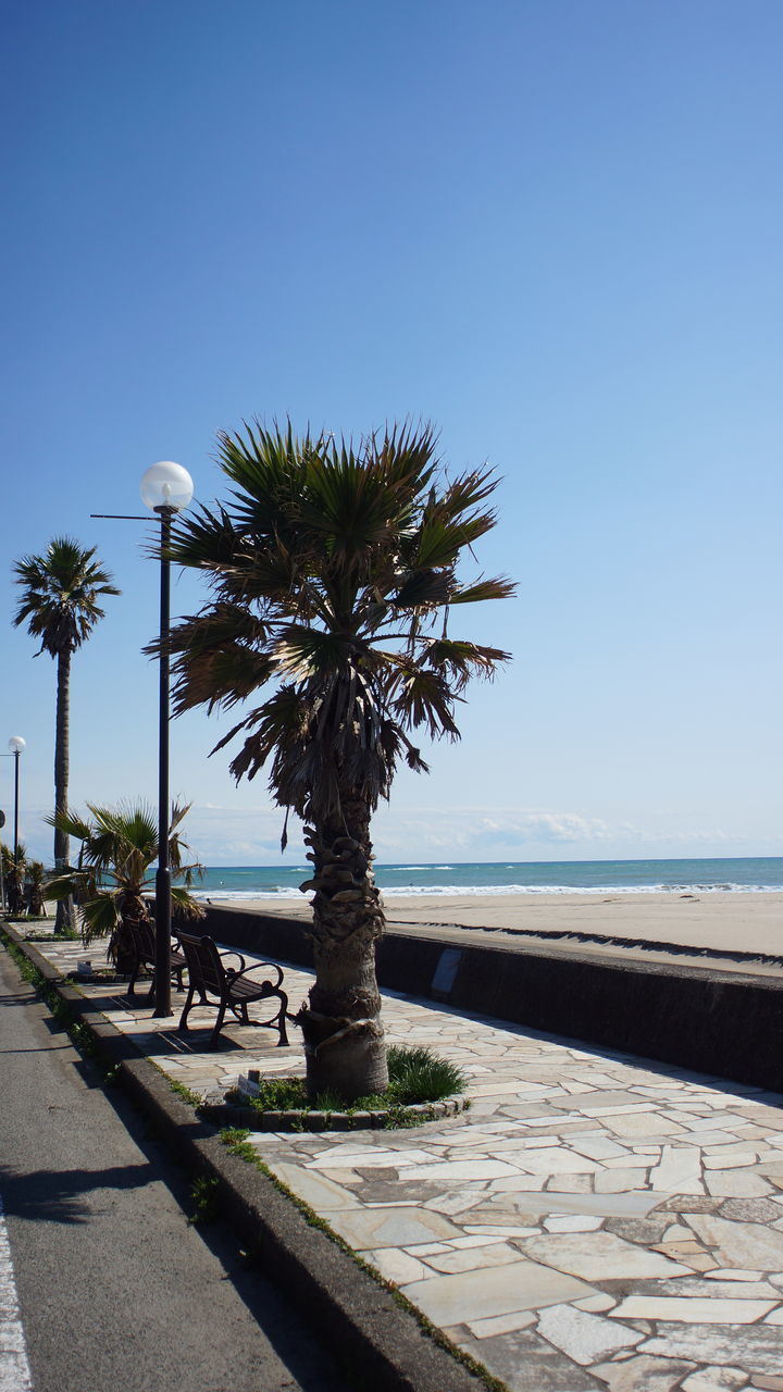 PALM TREE BY SWIMMING POOL AGAINST BLUE SKY