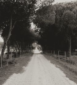 Dirt road amidst trees