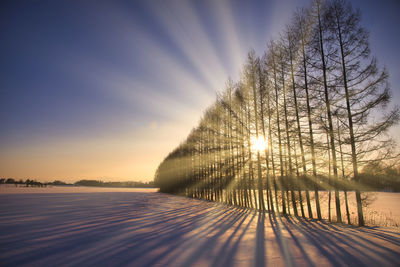 Sunset over the snow forest in obihiro