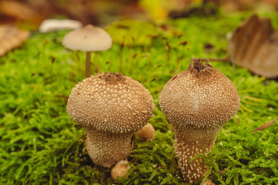 Close-up of mushrooms growing on field