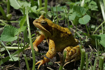 Close-up of lizard on field