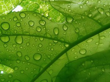 Close-up of water drops on leaf