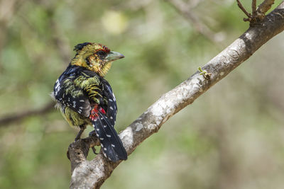 Close-up of a bird perching on branch