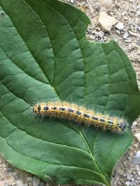 High angle view of insect on leaf