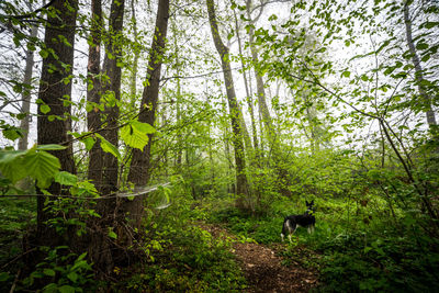 Trees in forest