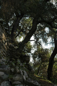 Low angle view of trees against sky