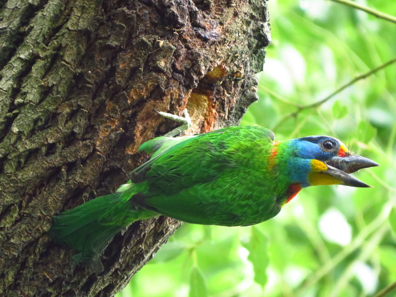 CLOSE-UP OF BIRD PERCHING ON A TREE