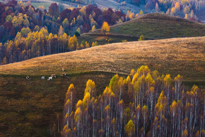 Scenic view of forest during autumn