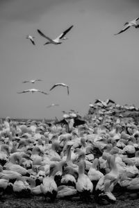 Flock of seagulls flying over sea