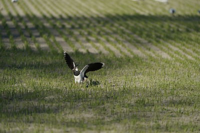 Bird flying over a field