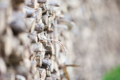 Close-up of plant against blurred background