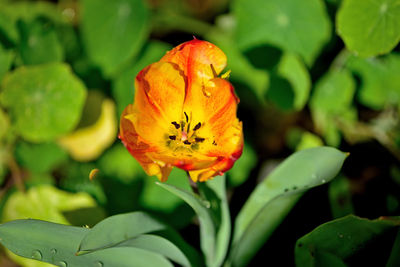 Close-up of yellow rose flower