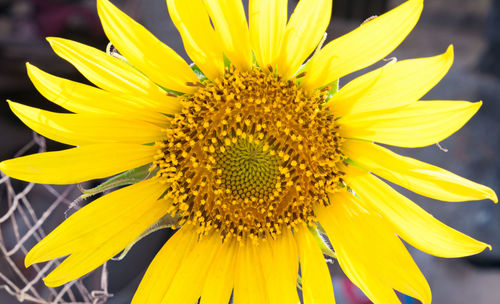 Close-up of sunflower