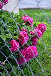 Close-up of pink flowers