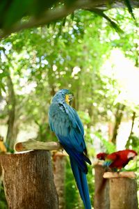 Close-up of bird perching on wooden post