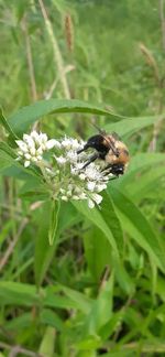 Close-up of bee pollinating flower