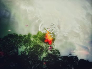 High angle view of swimming in water