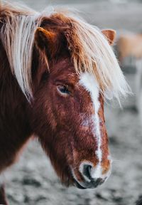 Close-up of a horse