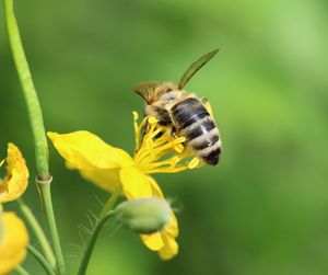 Close-up of bee on yellow flower