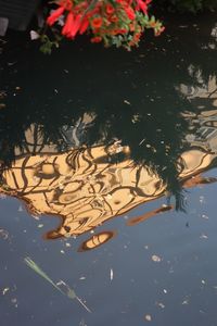 High angle view of leaves floating on lake