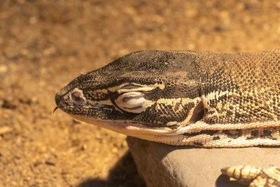 Head shot of a argus monitor 