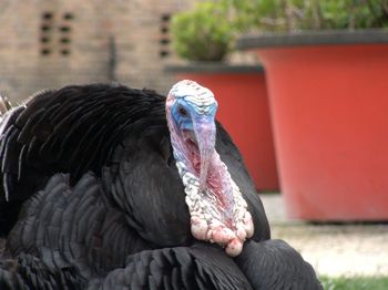 Close-up of  turkey