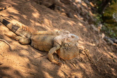 High angle view of lizard on rock