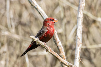 Close-up of a bird perching on branch