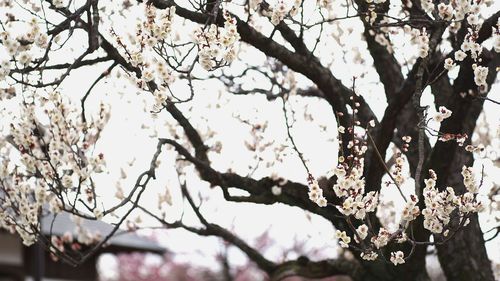 Low angle view of cherry blossom tree
